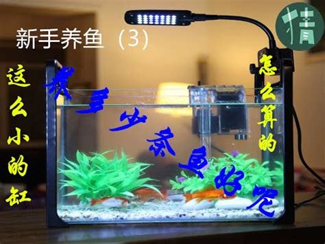 魚缸養幾隻魚|[閒聊] 魚缸到底可以養多少魚